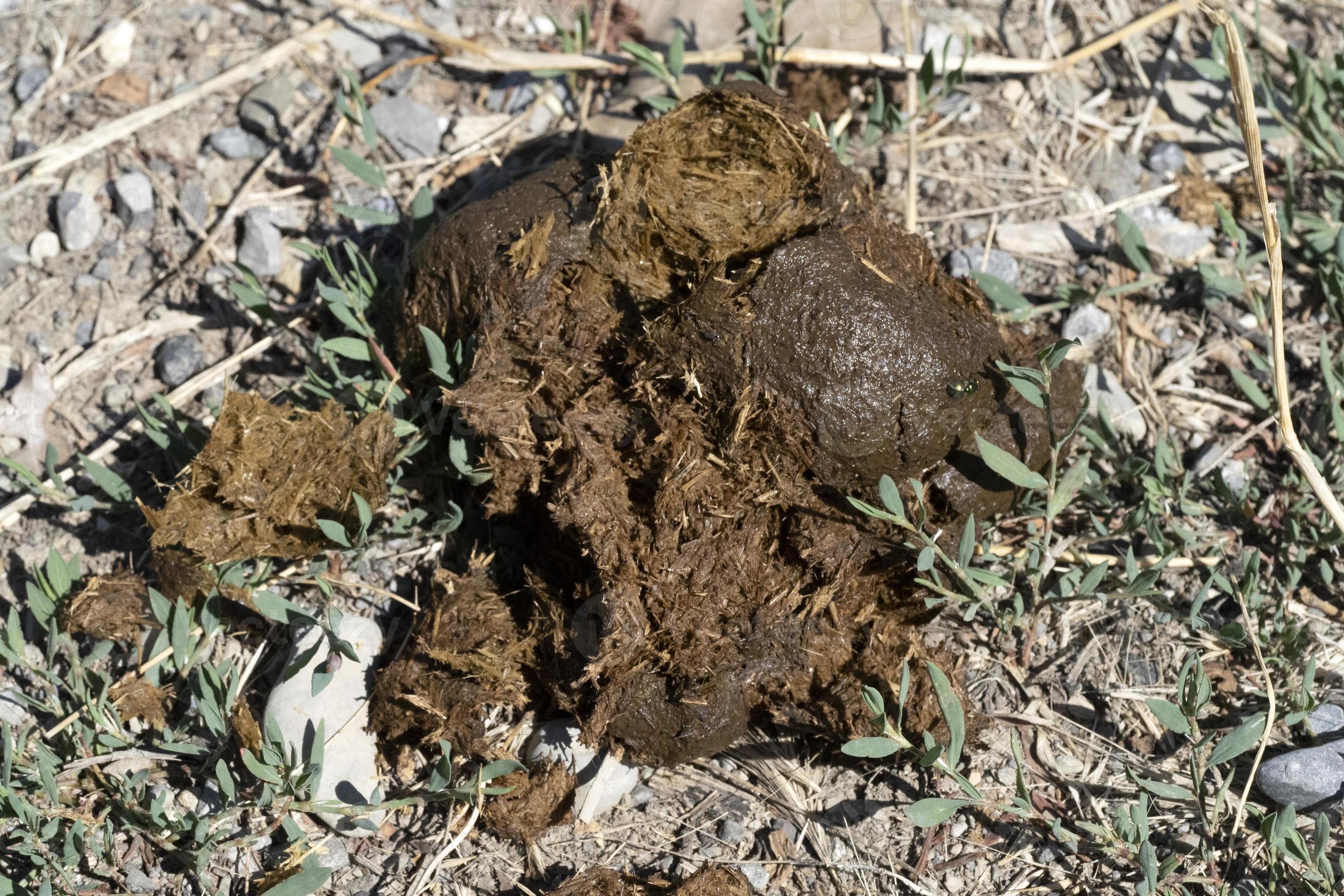 horse poo dung detail close up 11969026 Stock Photo at Vecteezy