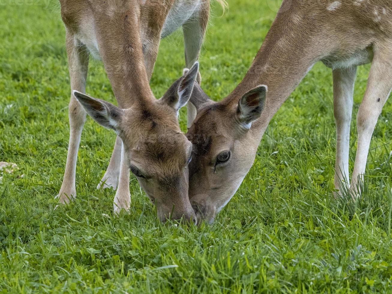 fallow deer eating grass in dolomites photo