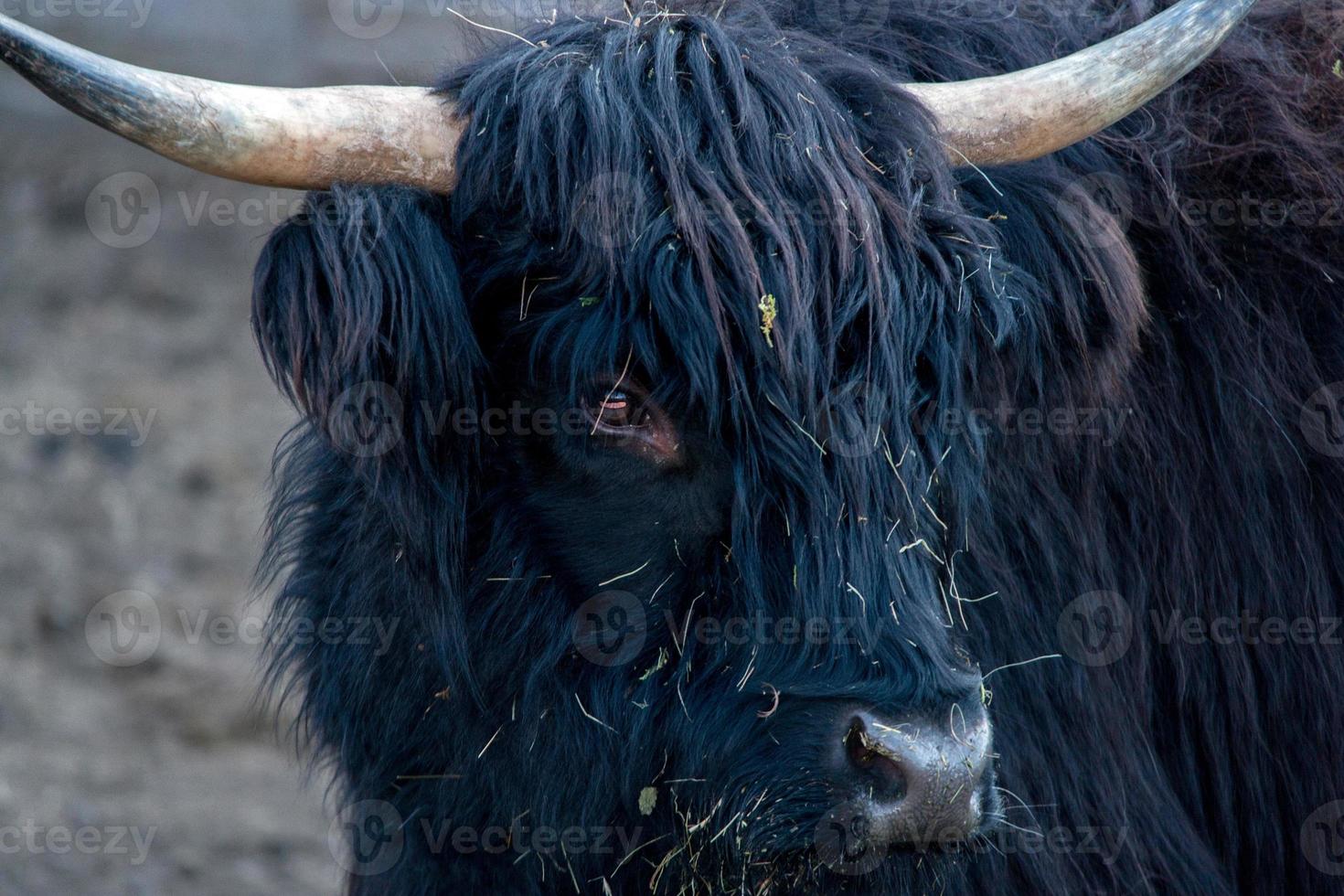 montañés escocia vaca peluda nariz congelada foto