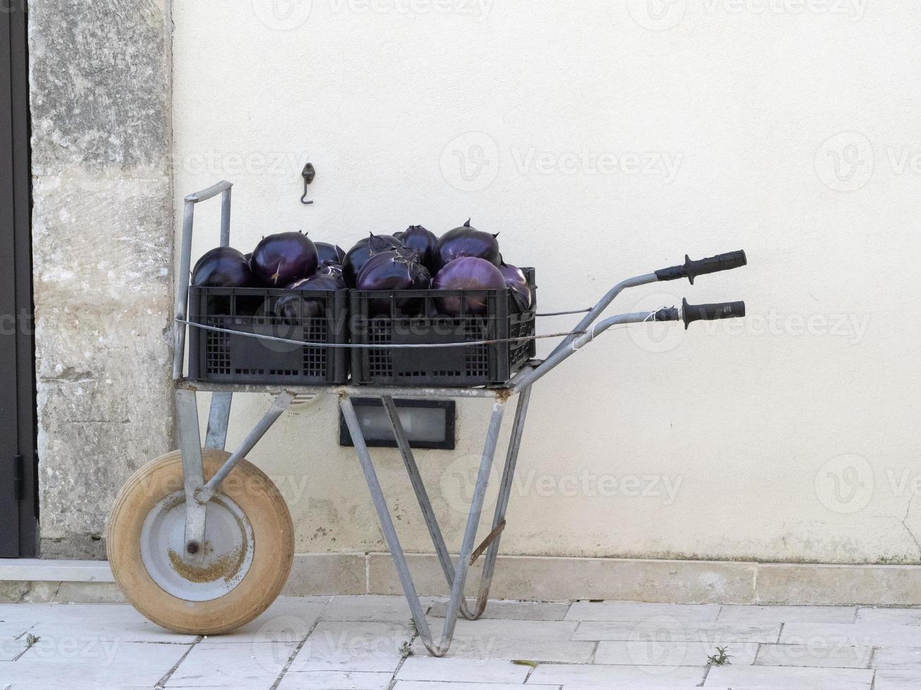 Fresh harvested violet eggplant organic photo