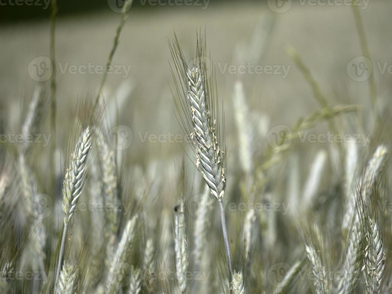 ukraine wheat field ready to harvest photo