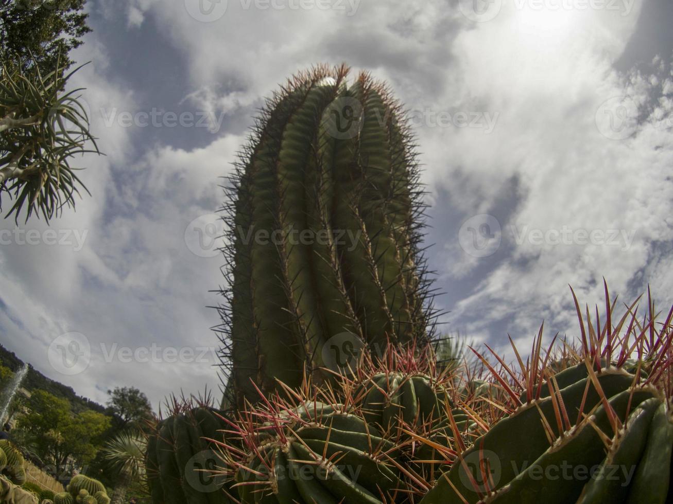 Cactus close up detail photo