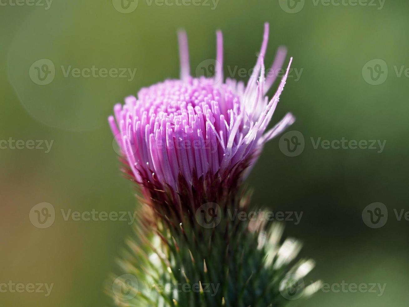 cardoon flower detail close up isolated photo