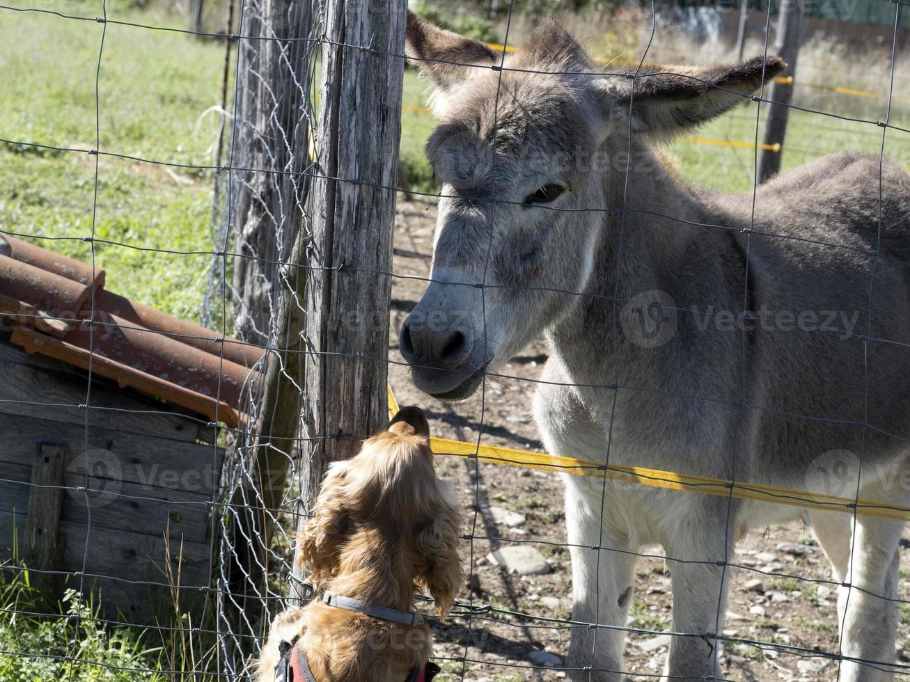 sad donkey prisoner in a cage metts a dog english cocker spaniel photo