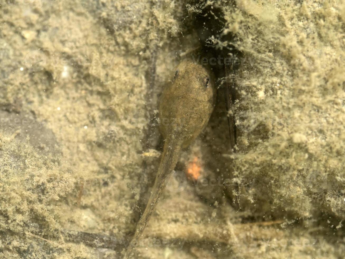 tadpole frog in a creek photo