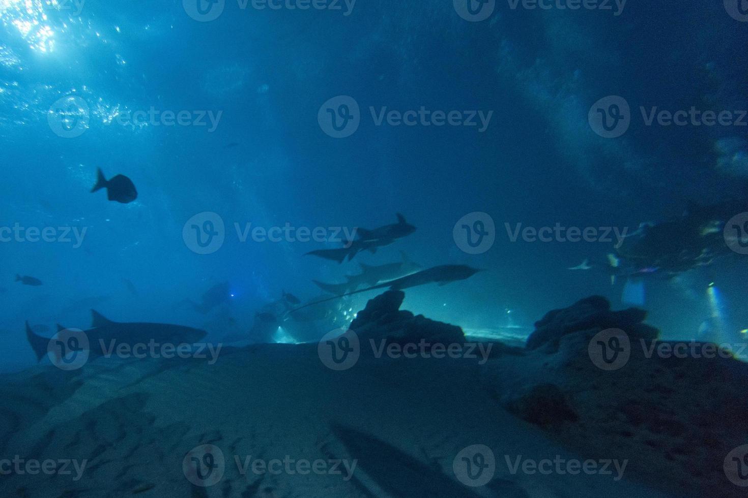diving in shark infested water at night on alimatha maldives site photo
