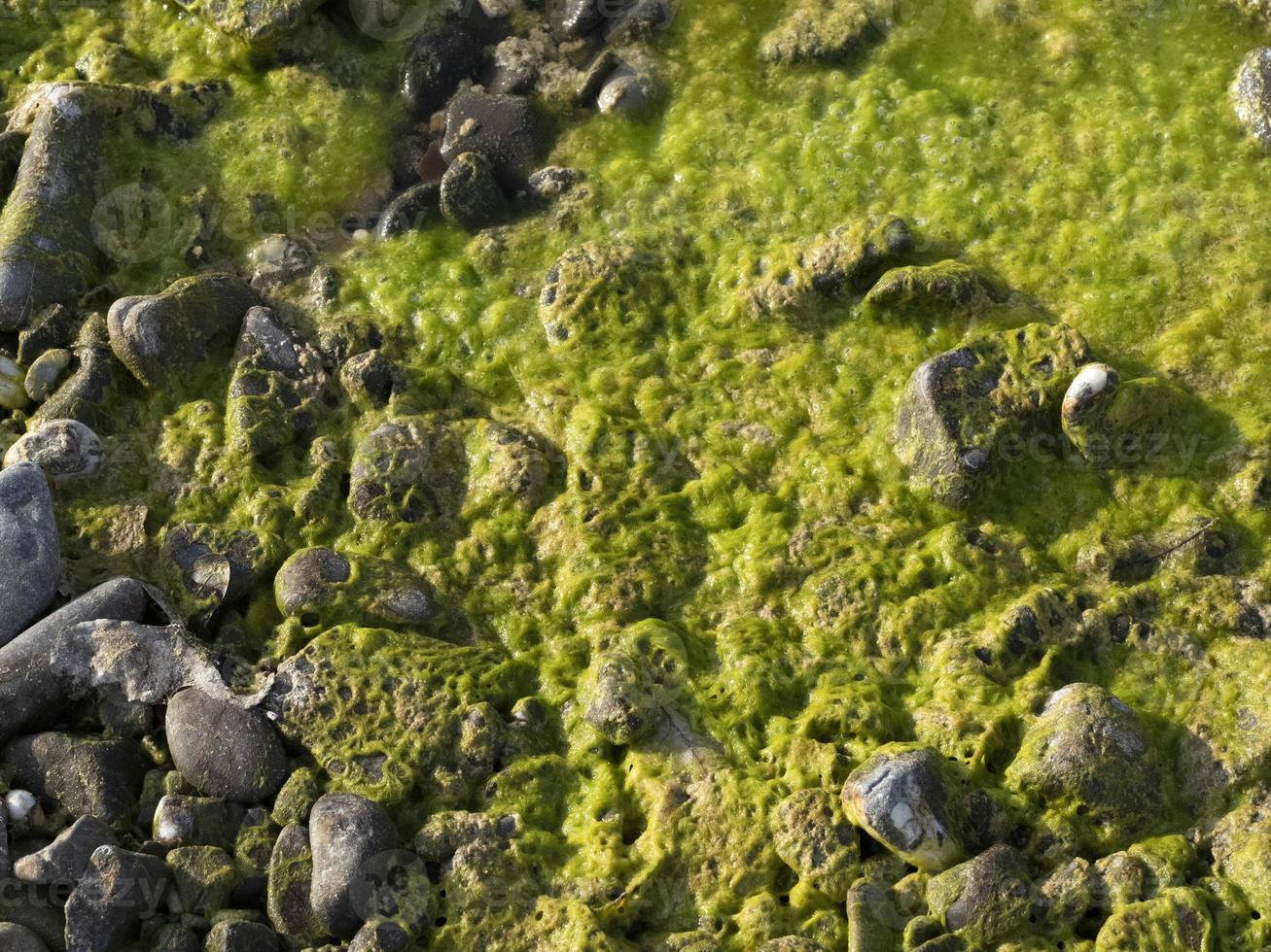 algas verdes de río en las rocas foto