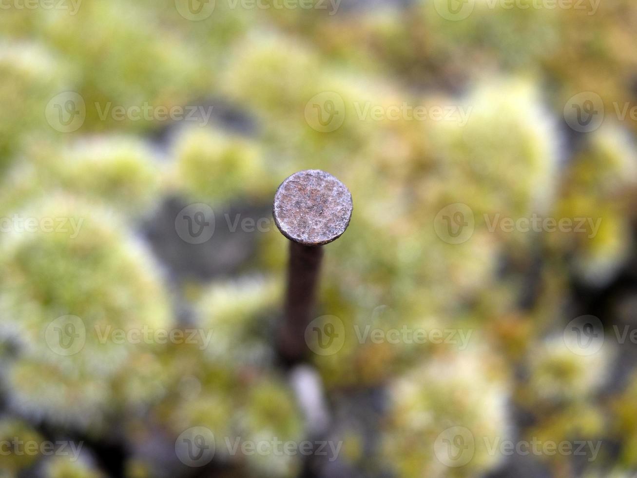 old rusted spike on moss covered wood photo