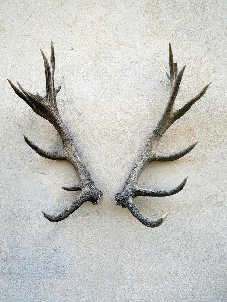 deer antlers on building wall photo