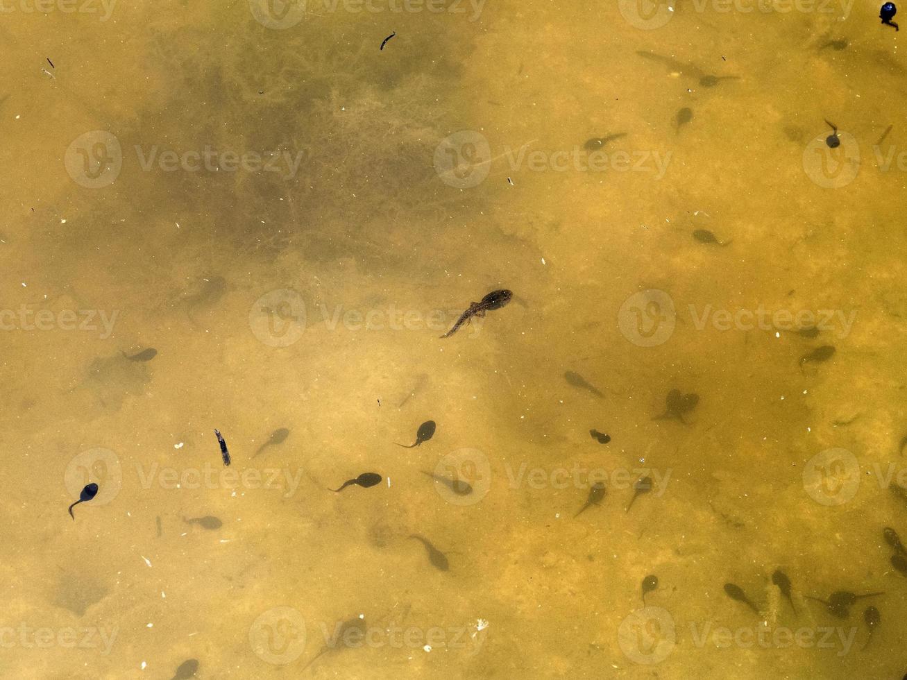 frog tadpole in a swamp photo