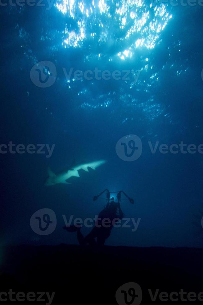diving in shark infested water at night on alimatha maldives site photo