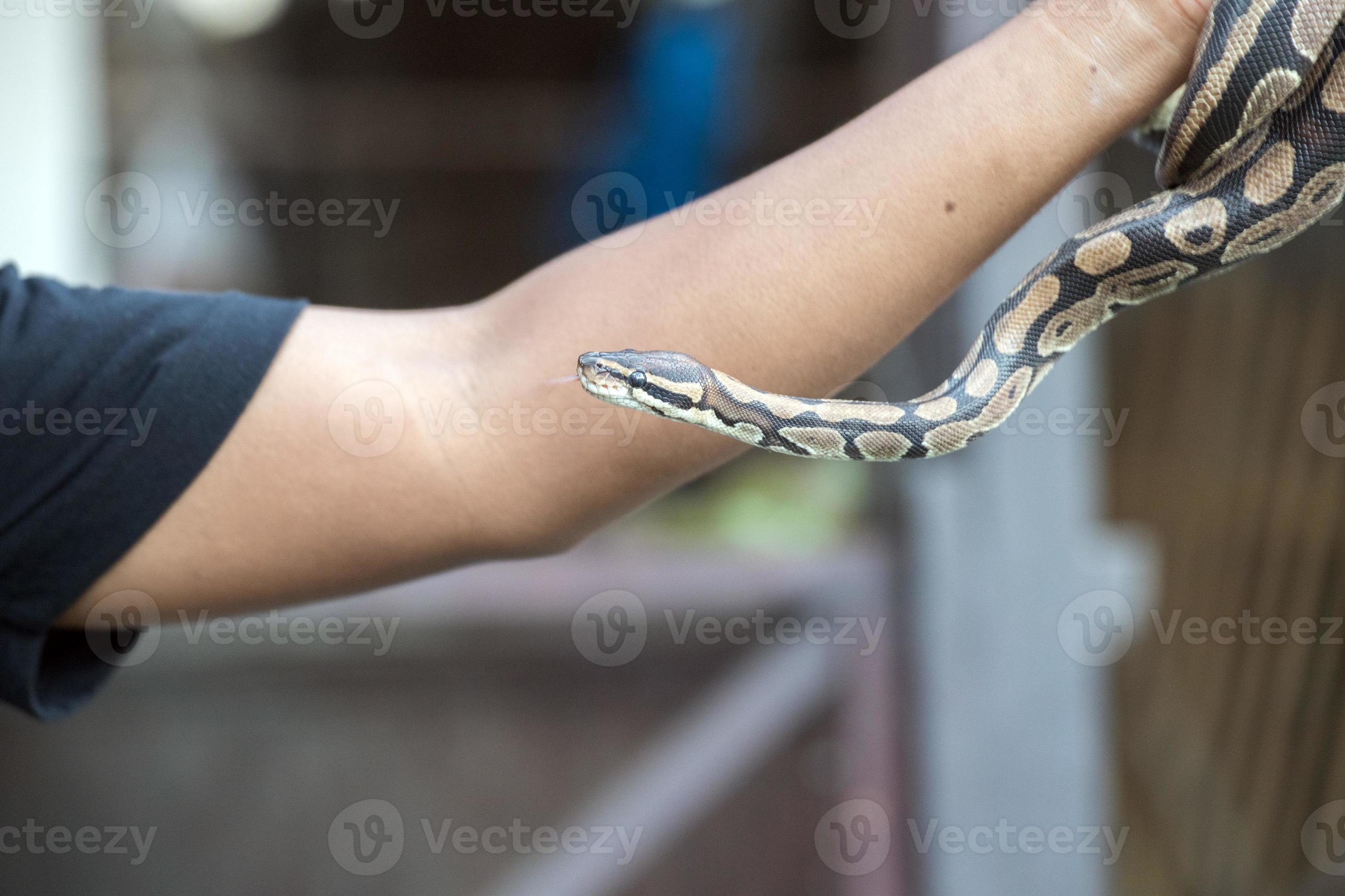 Python snake portrait coming to you 11969774 Stock Photo at Vecteezy