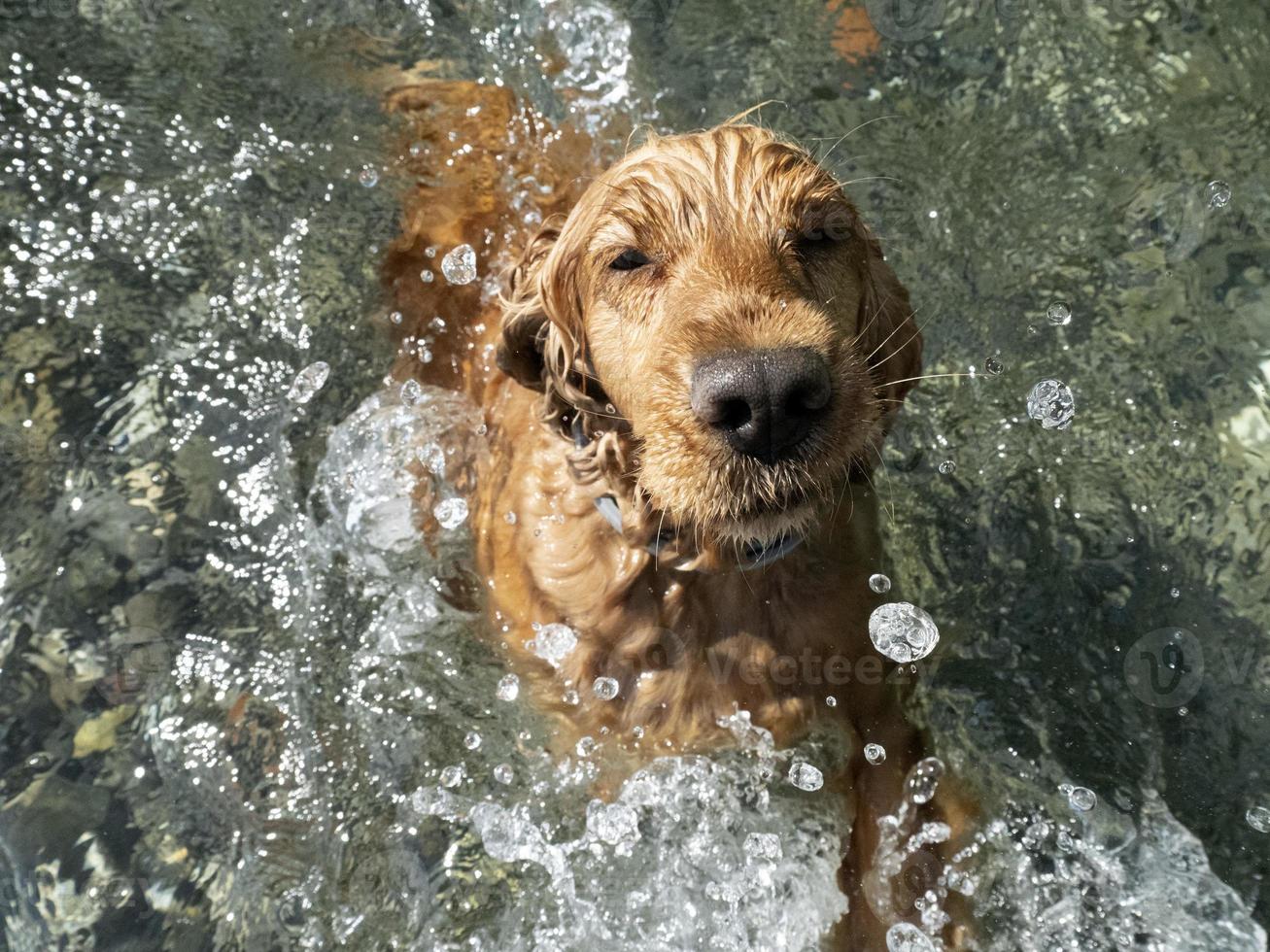 cocker spaniel dog swimming in the water photo