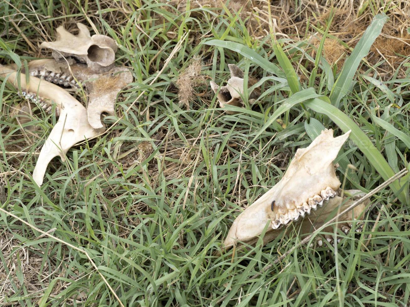 Fallow deer skeleton bones eaten by wold and covered by worms photo