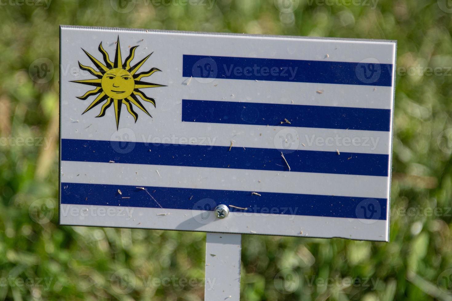 uruguay flag isolated on green grass photo