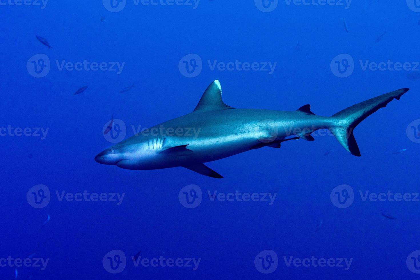 Grey shark ready to attack underwater in the blue photo