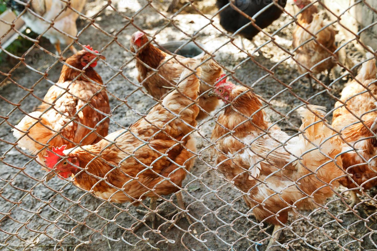 chickens on poultry yard photo