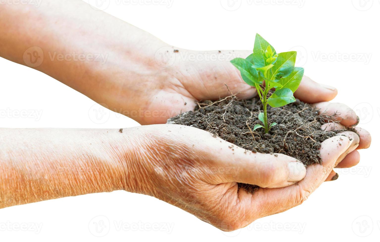Soil and green sprout in old man hands 11970308 stock photo at vecteezy