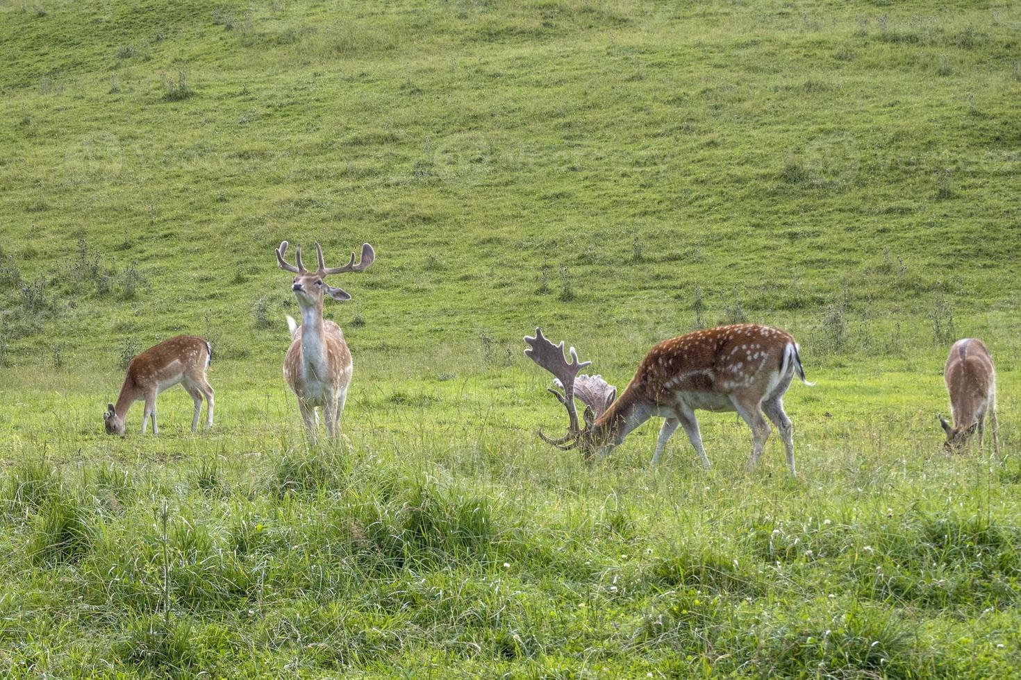 Fallow deer on green grass background photo