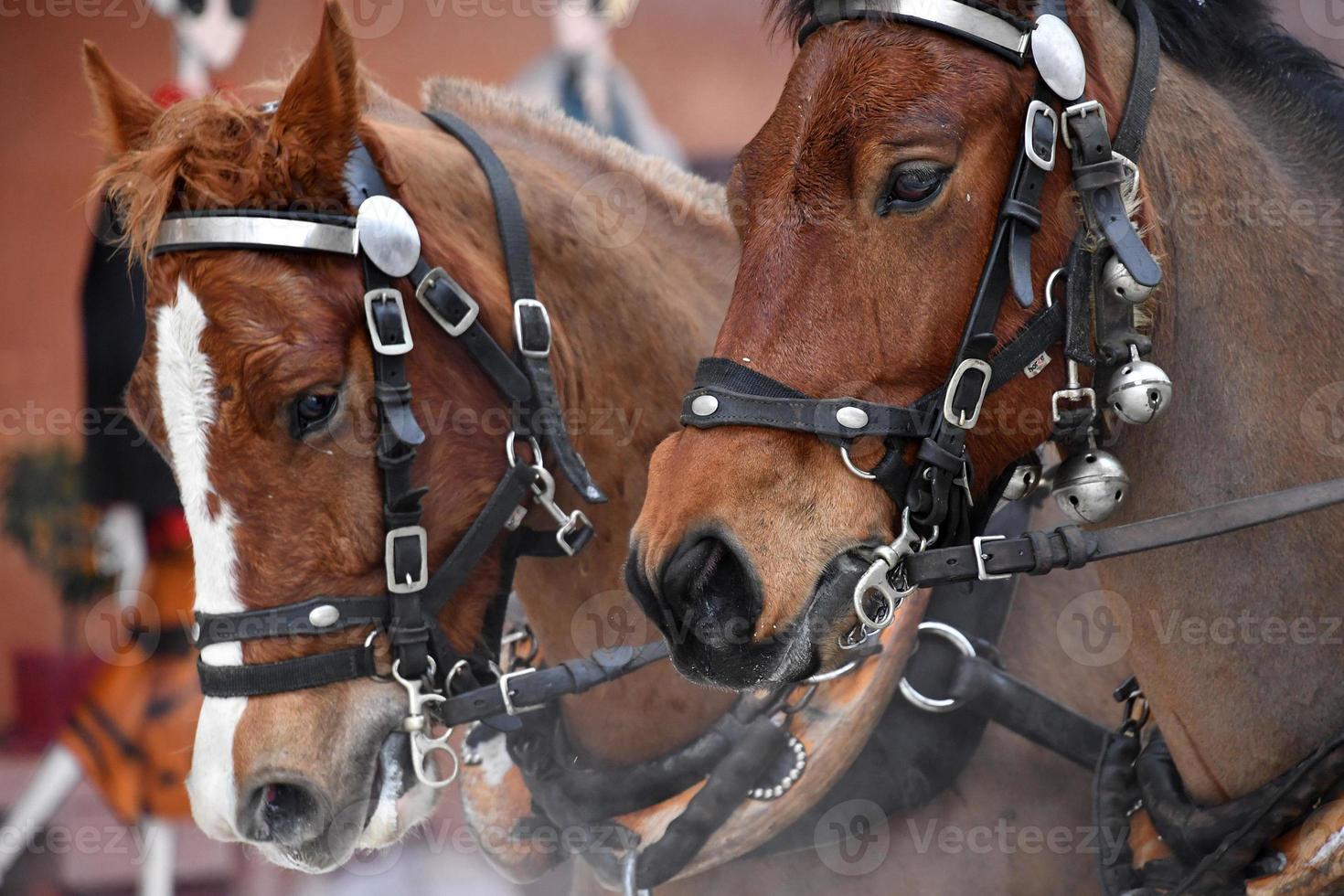 wagon horse on snow detail photo