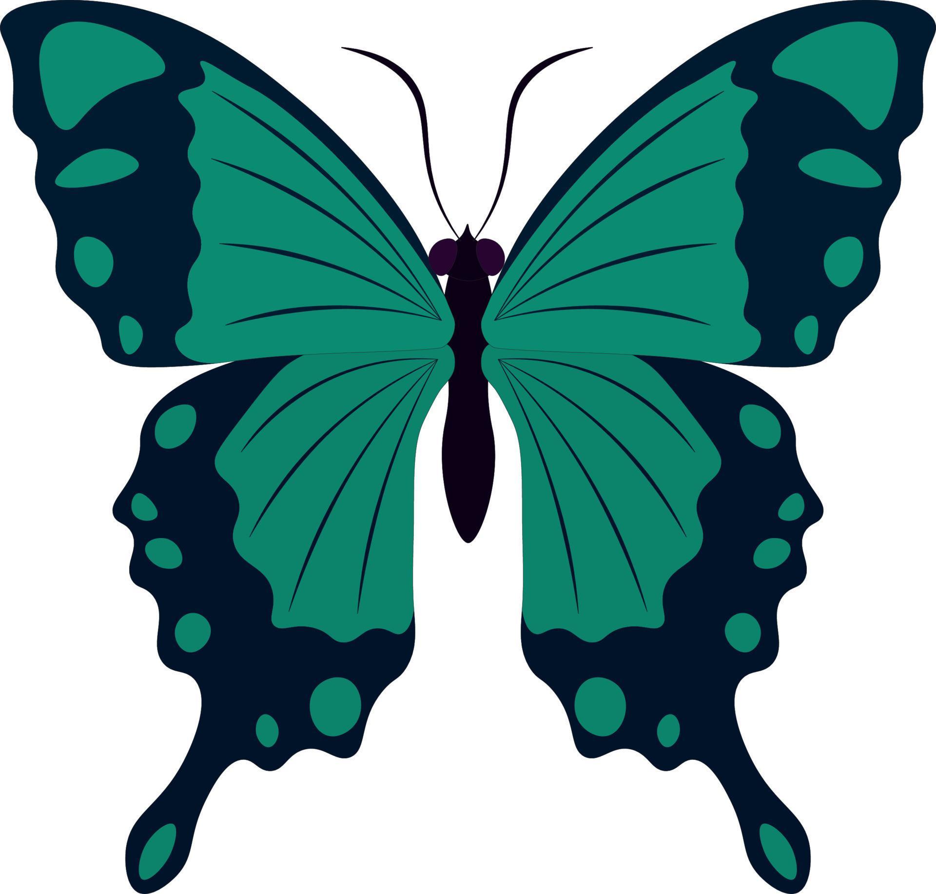 Black and turquoise colors nice butterfly vector illustration 11971430