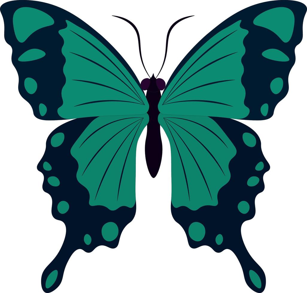Black and turquoise colors nice butterfly vector illustration