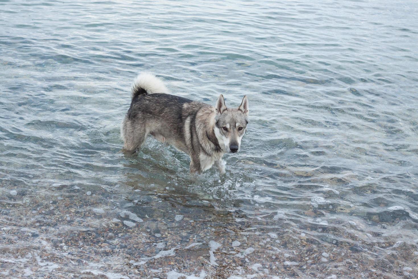 west siberian laika dog play in the water photo