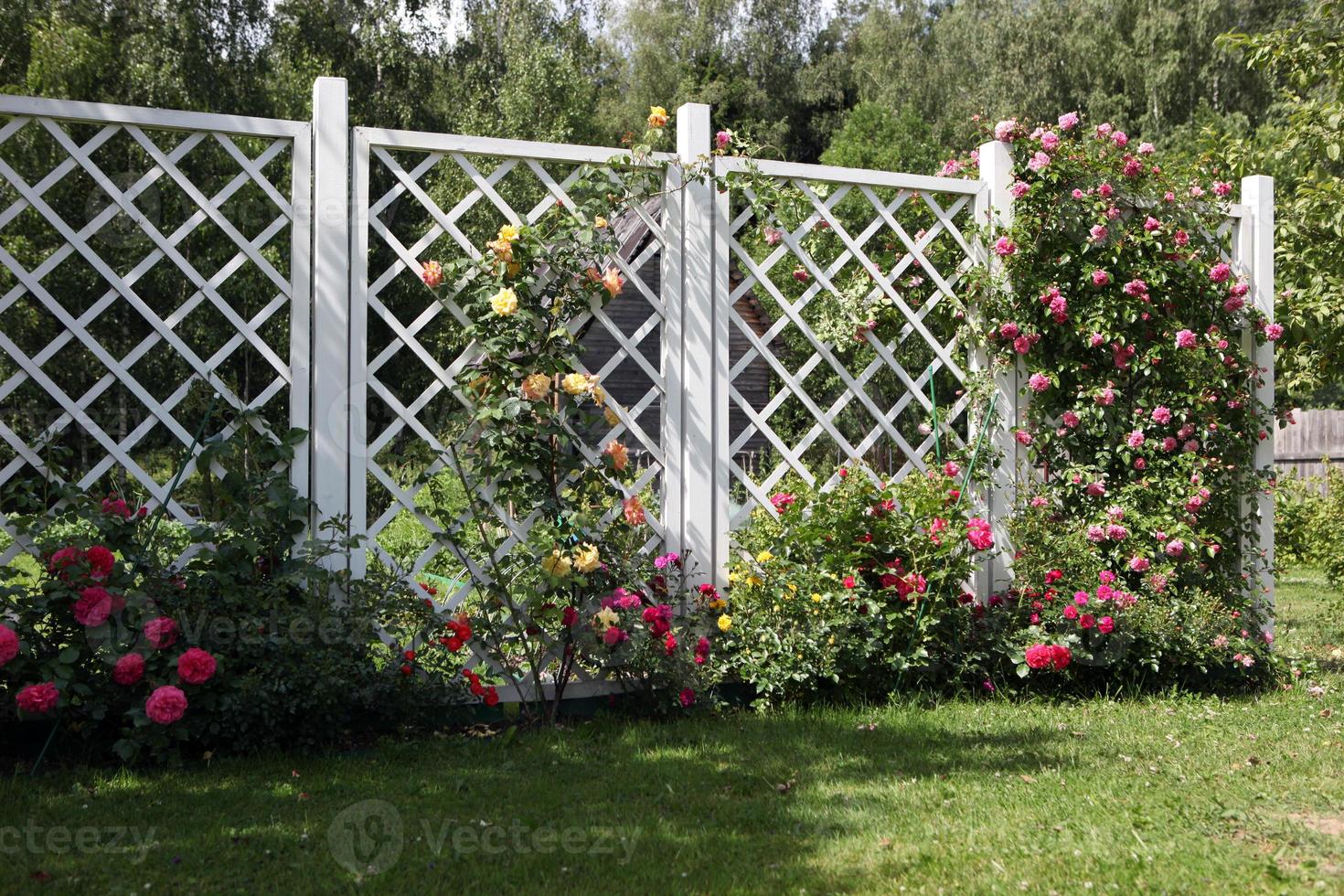 A white rose, red in the park, Large bushes of beautiful roses. photo