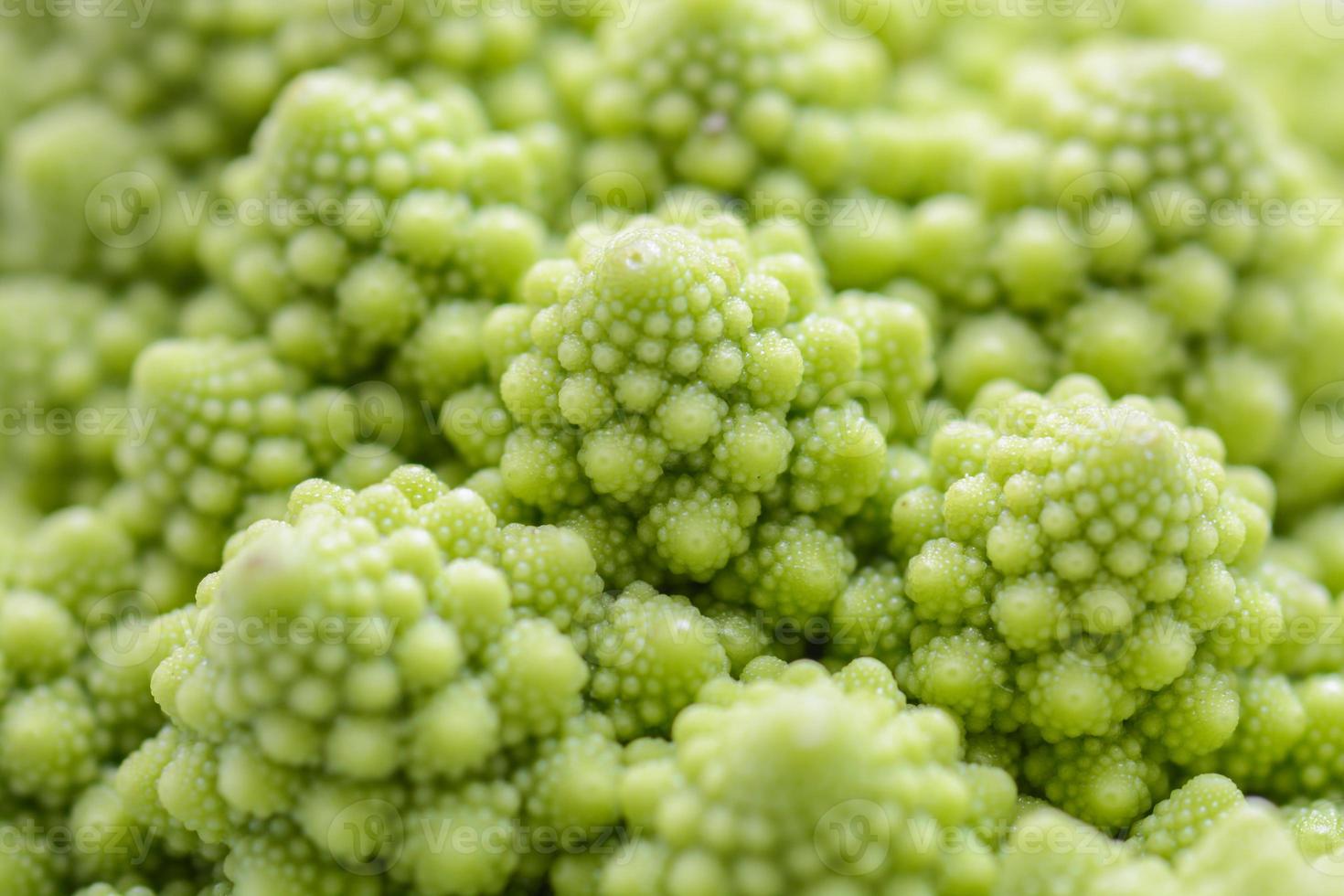 Roman cauliflower isolated on white background, it is an edible flower bud of the species Brassica oleracea. First documented in Italy, it is chartreuse in color. photo