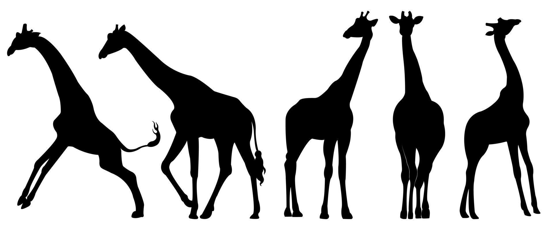 un conjunto de siluetas vectoriales de jirafa aisladas en un fondo blanco. vector