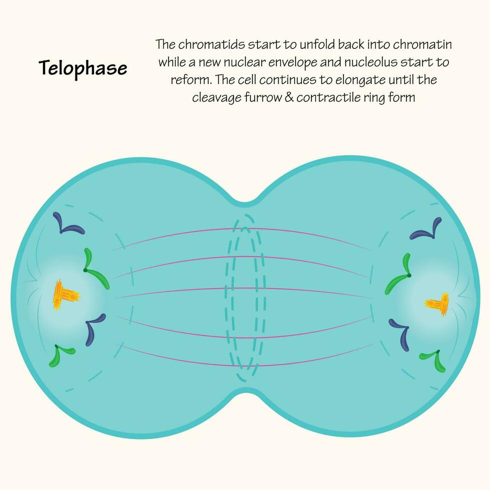 Telophase of mitosis vector