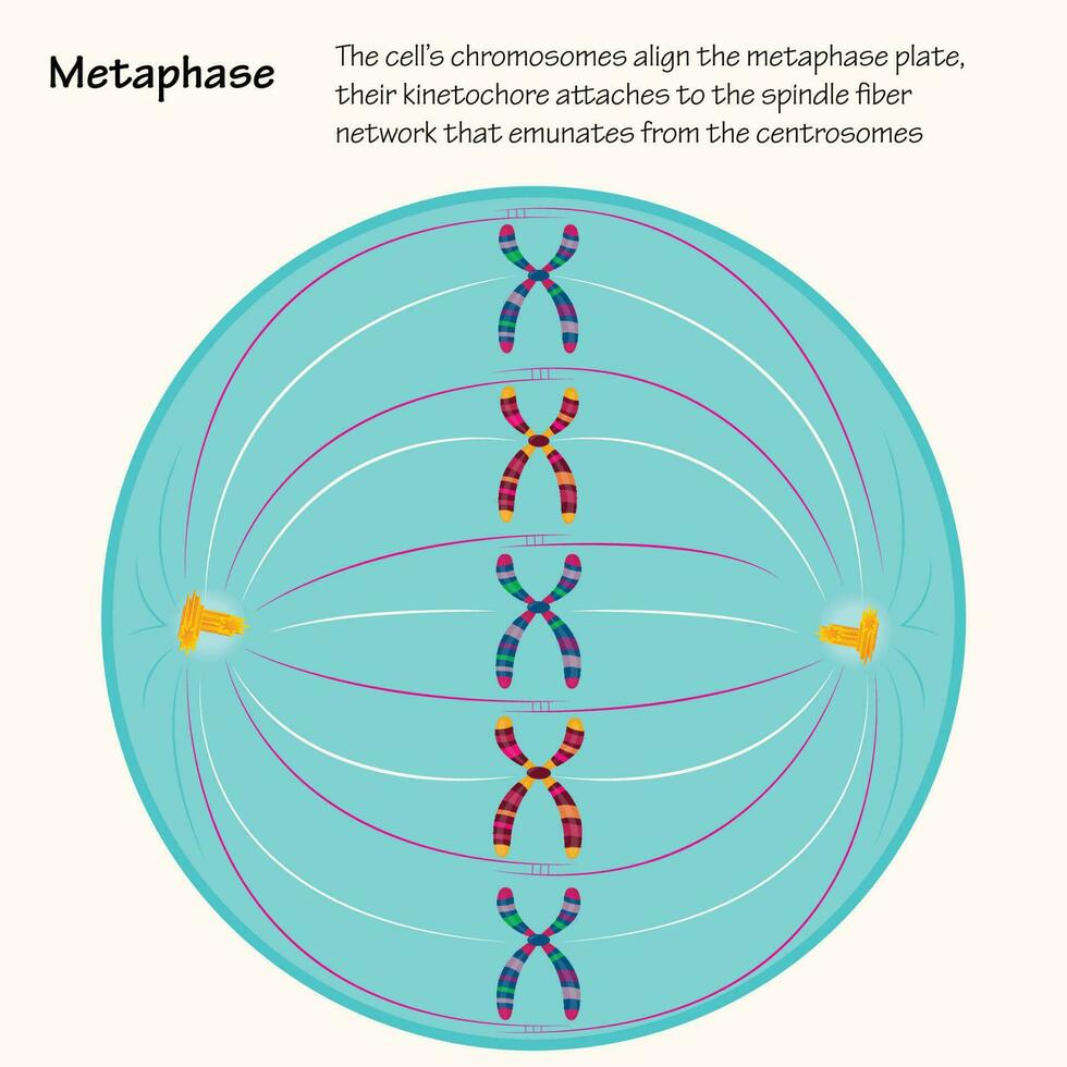 Metaphase of cell division vector