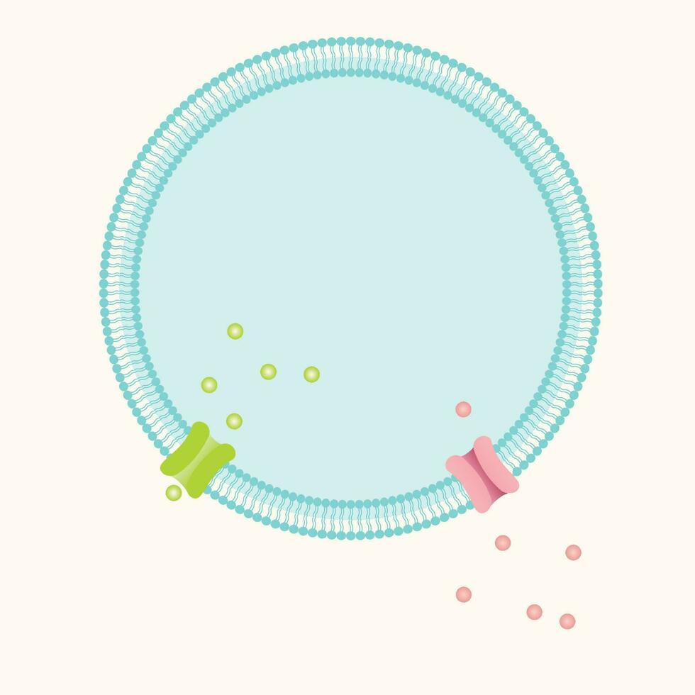 bilayer lipid cell membrane with transmembrane ion channels vector