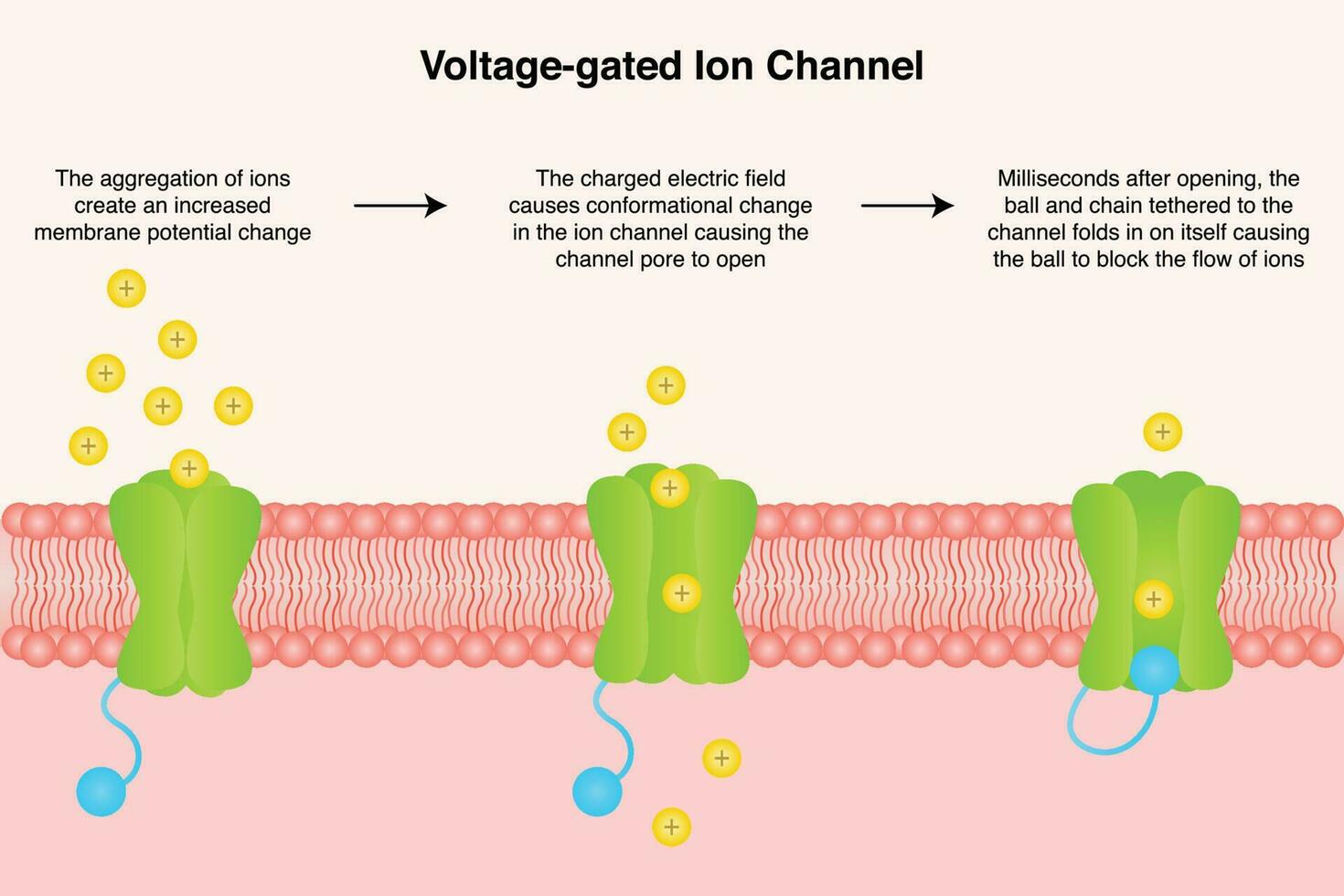 Voltage-gated ion channel diagram vector