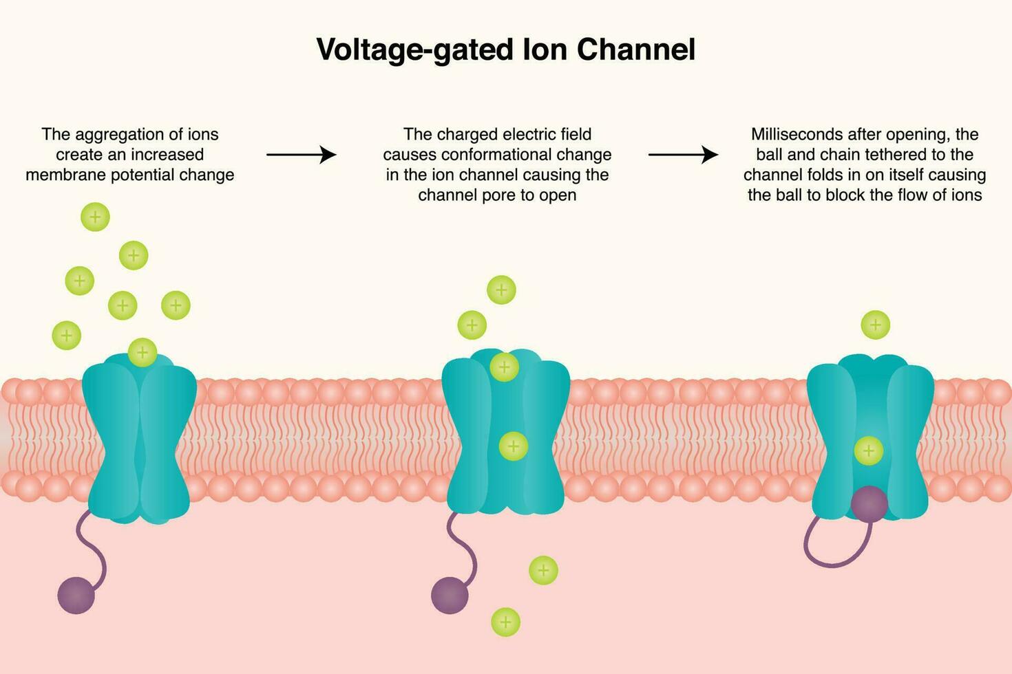 Voltage-gated ion channel diagram vector