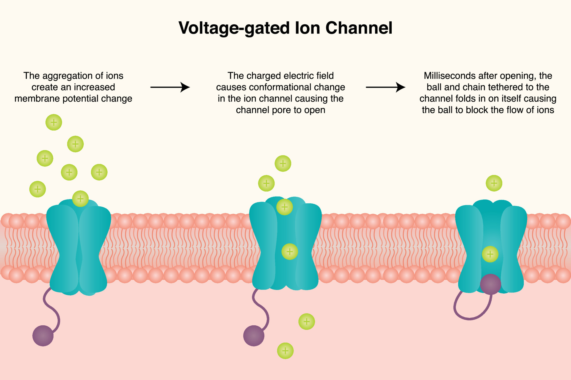 voltage gated ion channels animation