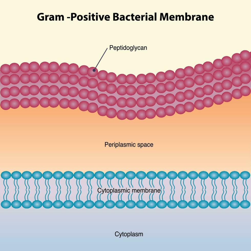Gram-Positive Bacterial Membrane Diagram vector
