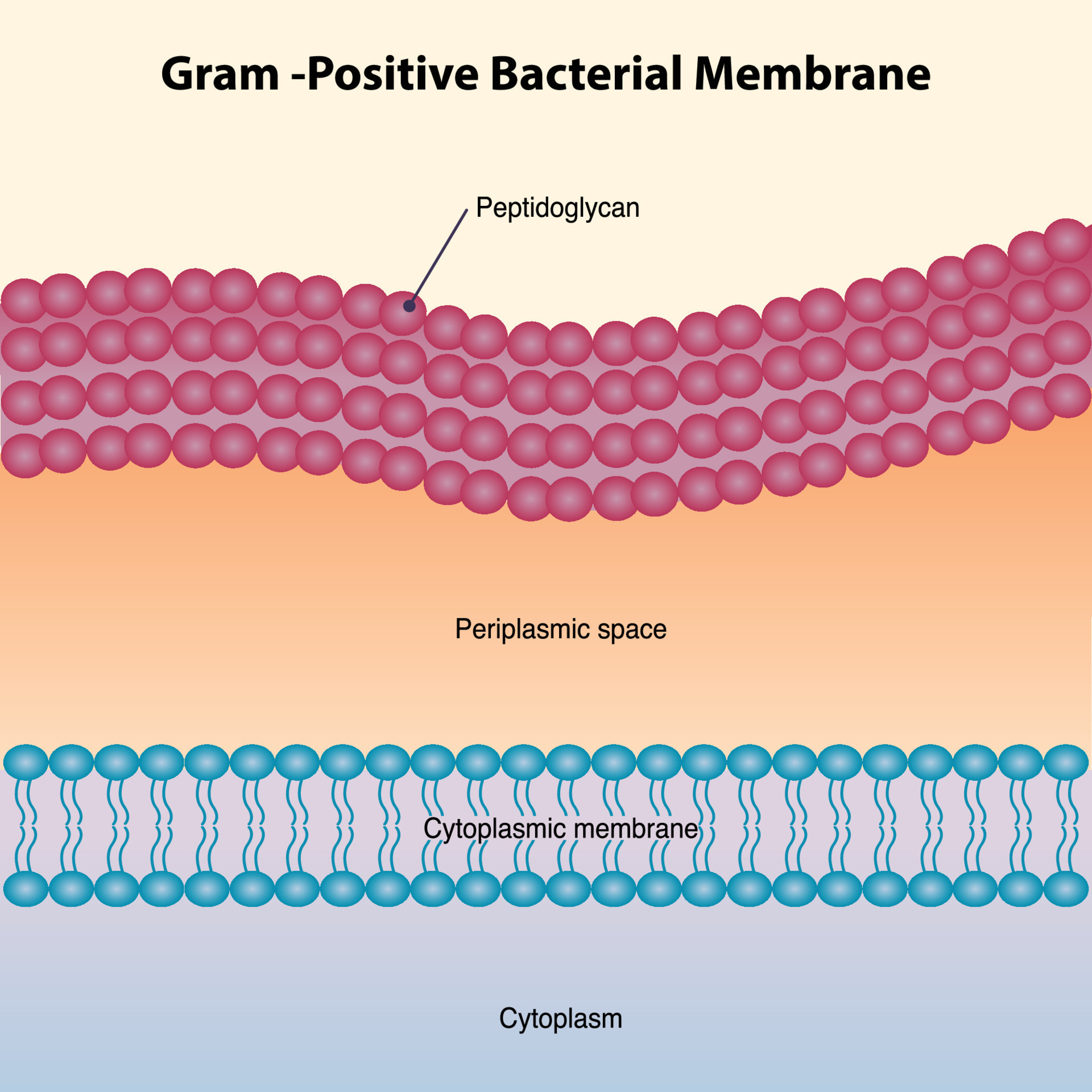 Gram Positive Bacterial Membrane Diagram 11972634 Vector Art At Vecteezy gram-positive-bacterial-membrane-diagram-11972634-vector-art-at-vecteezy