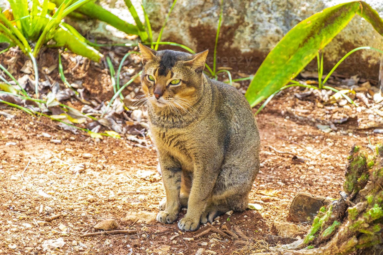 hermoso gato lindo con ojos verdes en la selva tropical de México. foto