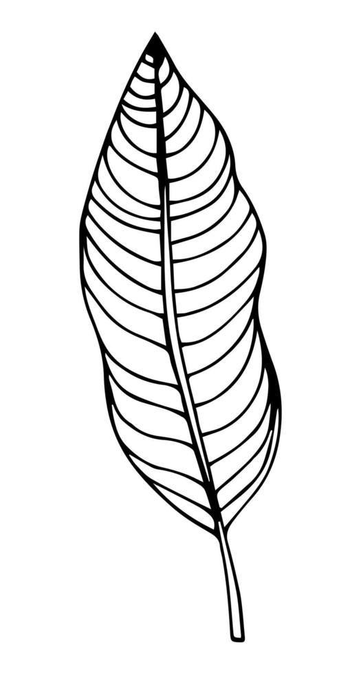 hojas de palma tropical en estilo boceto, ilustración vectorial aislada. hoja de palmera en estilo de garabato lineal. impresión botánica minimalista de hojas exóticas, diseño de bocetos. vector