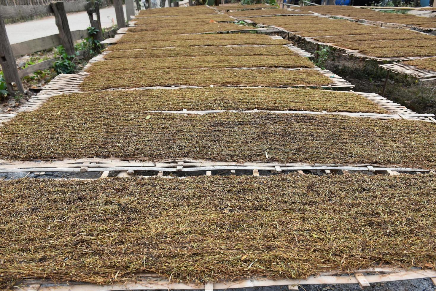 Drying tobacco leaves which had been sliced on the bamboo panel with natural sunlight. photo