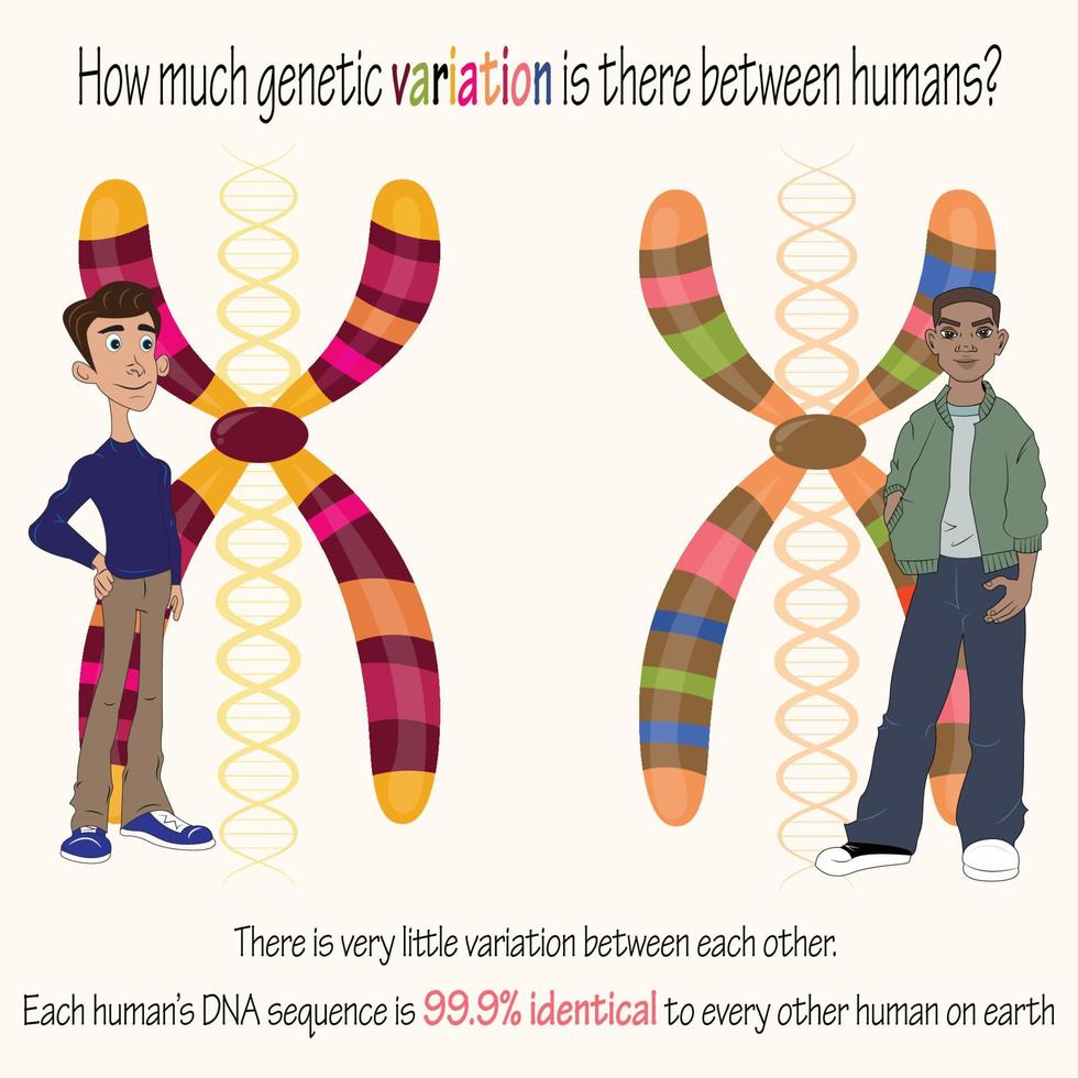 human-genetic-variation-11973019-vector-art-at-vecteezy