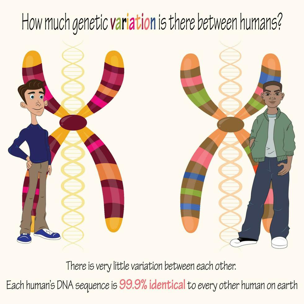 variación genética humana vector