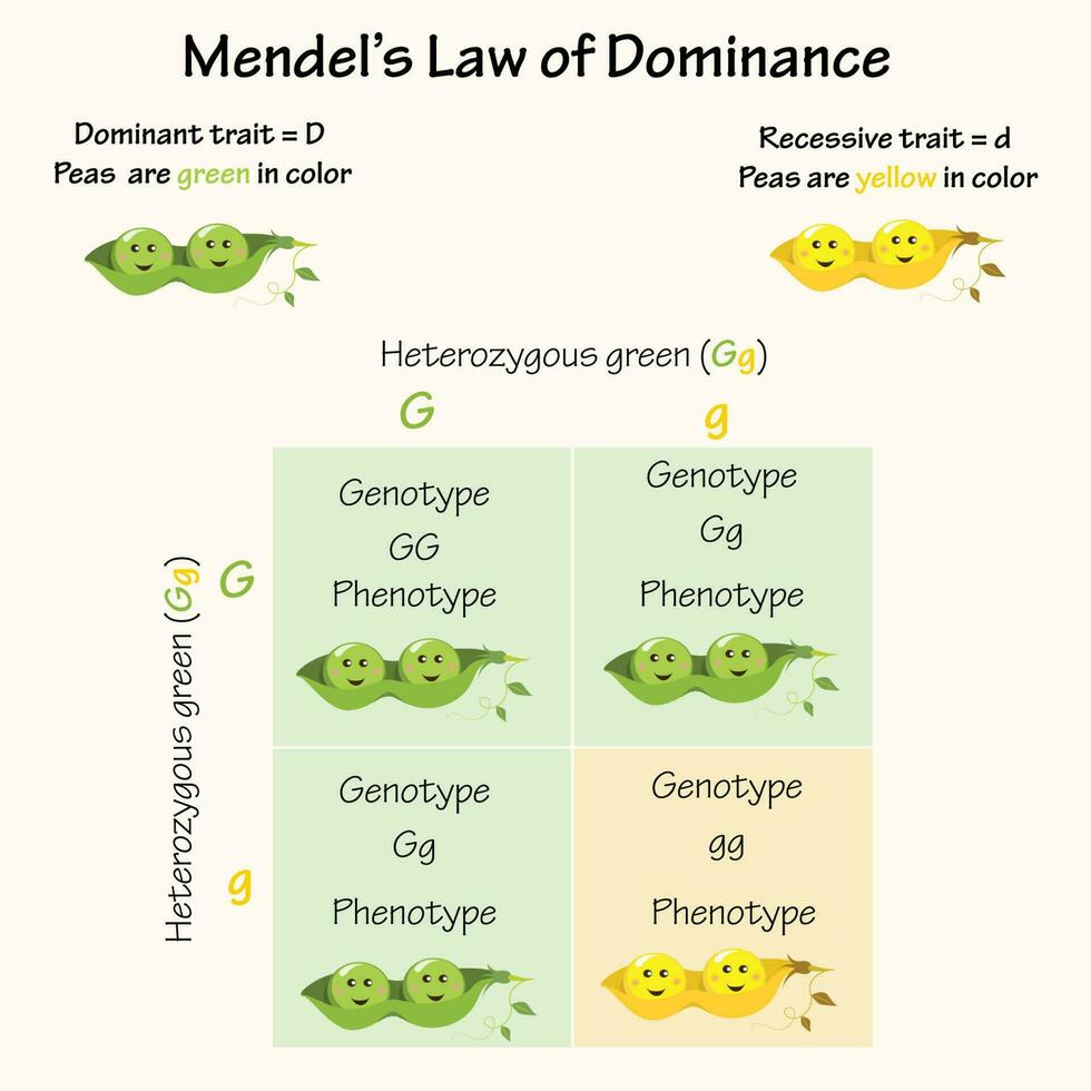 ley de dominancia de mendel vector