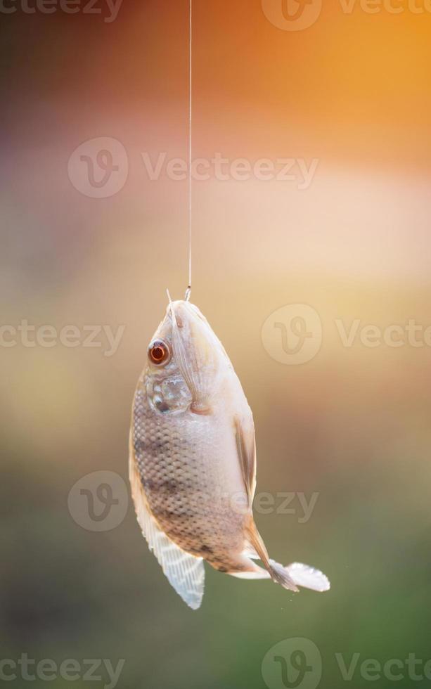 Nile tilapia fish hanging on hook photo