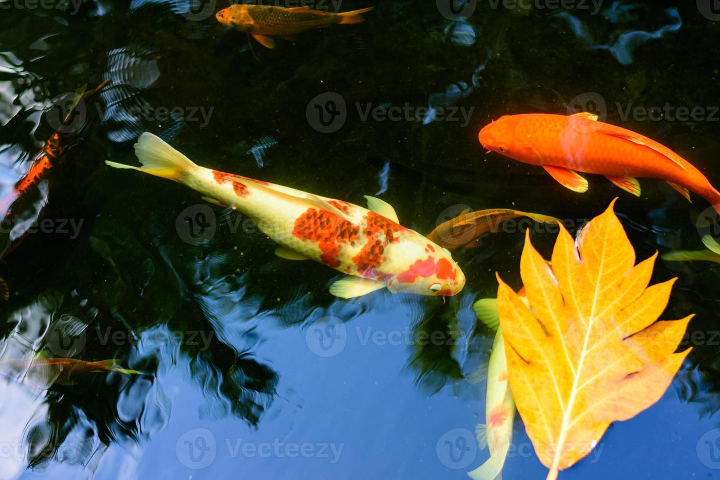 los coloridos peces carpa o los peces koi están nadando. peces koi nadando en el estanque. el agua es clara, negra y reflejo de la luz. vista superior con espacio de copia. foto