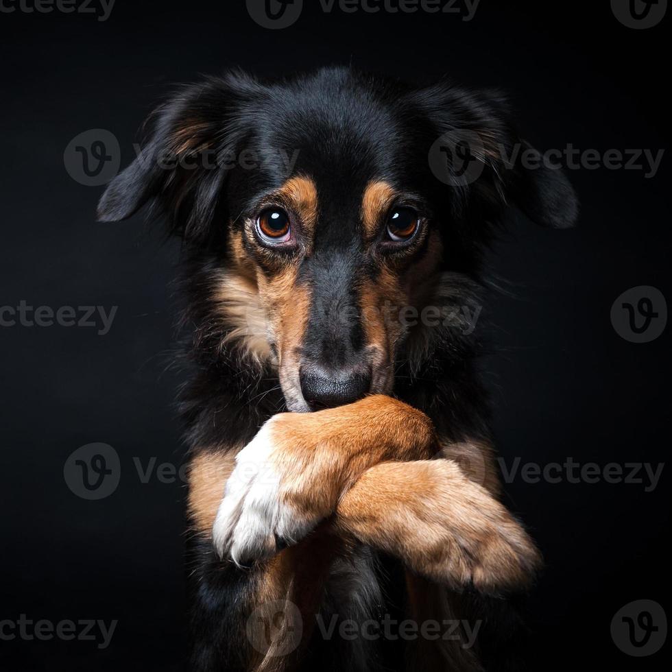 Portrait of Border collie isolated on black background photo