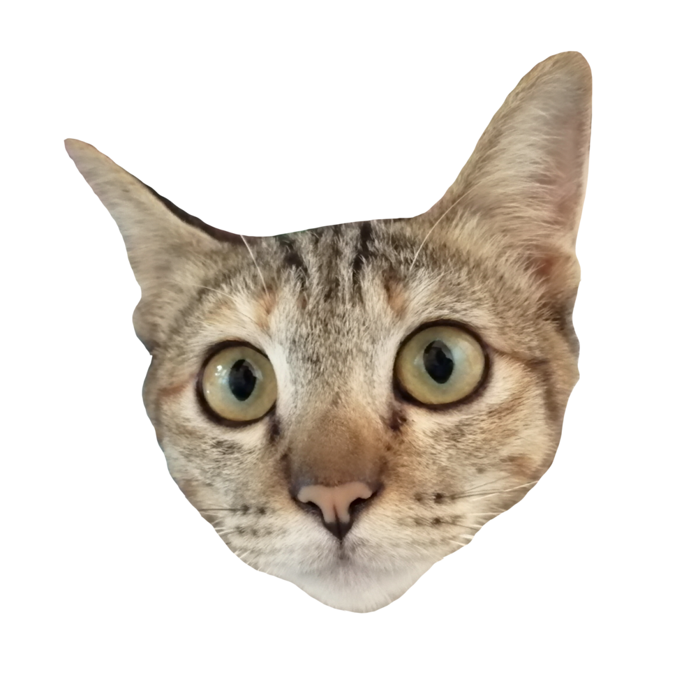 cara de gato linda descarga gratuita imagen transparente ilustración clipart mascota vida silvestre png