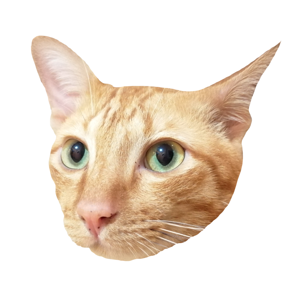 cara de gato fofo download gratuito imagem transparente ilustração clipart animal png