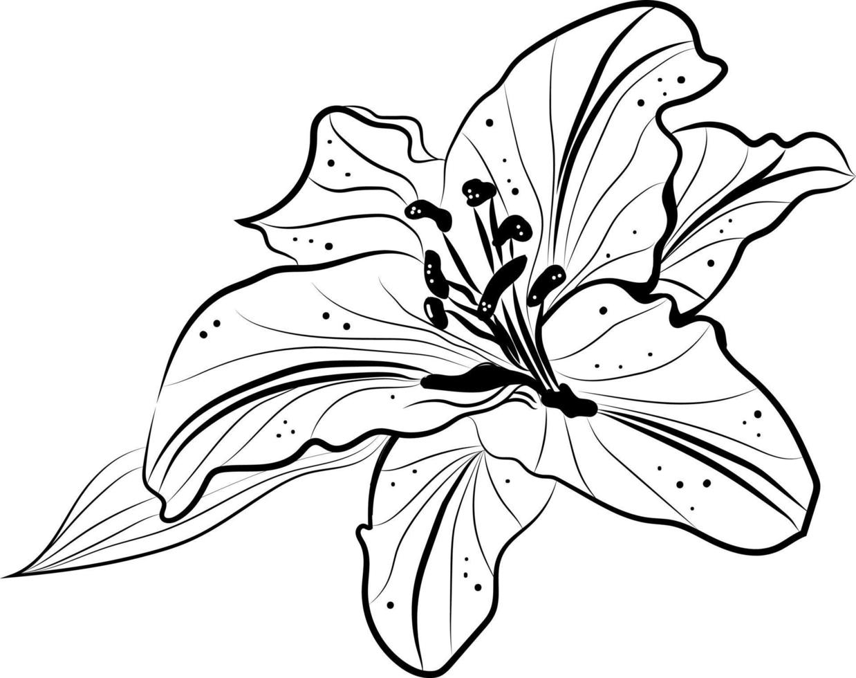 flower line art handraw for template wedding invitation vector